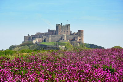 Purple flowering plants on field against sky