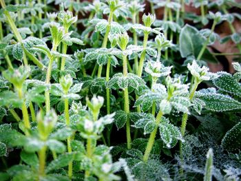 Close-up of plants