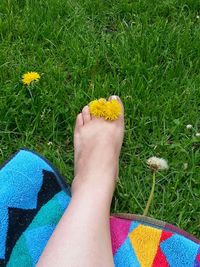 Low section of person holding yellow flower on field