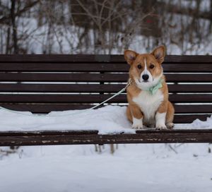 Portrait of dog on snow