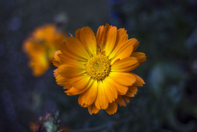 Close-up of yellow flowering plant