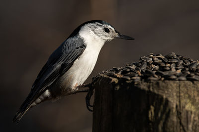 A white-breasted nuthatch feeding on black sunflower seed, sitta carolinensis