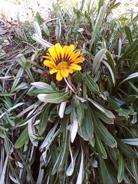 Close-up of yellow flowers