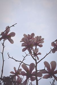 Close-up of flowers