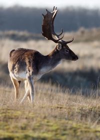 Deer on grass