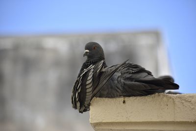Low angle view of pigeon perching