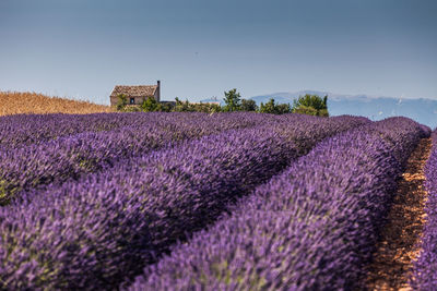 View of lavender growing on field