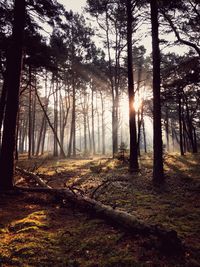 Sunlight streaming through trees in forest