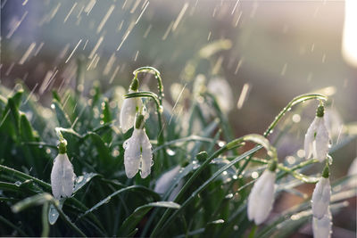 Close-up of wet plant during rainy season