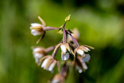 Close-up of white flowering plant