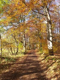 Footpath amidst trees in forest during autumn