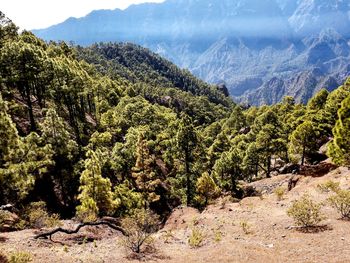 Panoramic view of trees and mountains