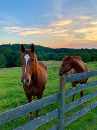 Horses in ranch against sky