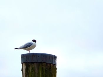 Low angle view of seagull perching on wooden post against sky