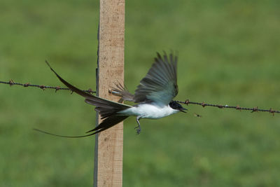 Bird flying over wooden fence