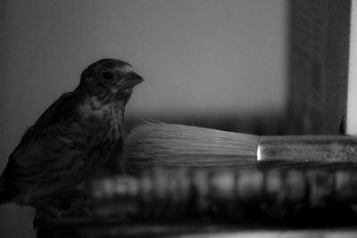 Close-up of bird perching on wood