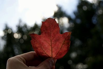 Close-up of dry maple leaf against blurred background