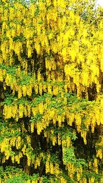 Full frame shot of yellow flowering plants