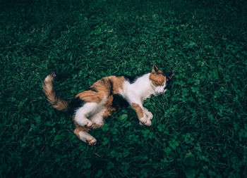 High angle view of a cat on grass