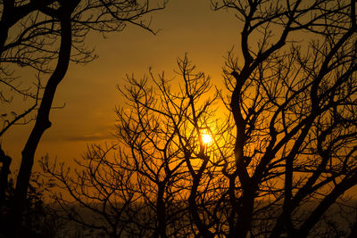 Low angle view of silhouette bare tree against orange sky