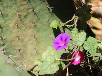 Close-up of fresh pink flowers