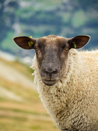 Close-up portrait of sheep 