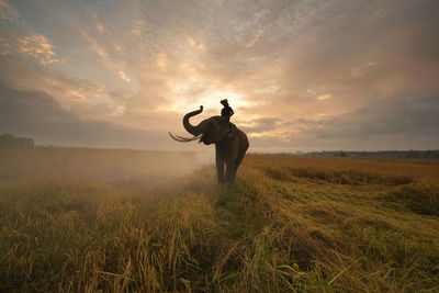 Asia elephant in thailand, asia elephants in surin . elephant hometown , thailand