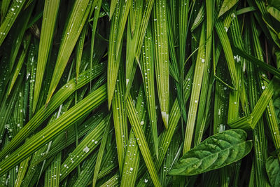 Full frame shot of raindrops on leaf