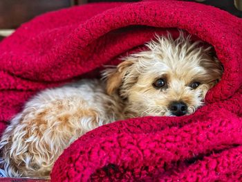 Portrait of cute puppy sitting in a red blanket.