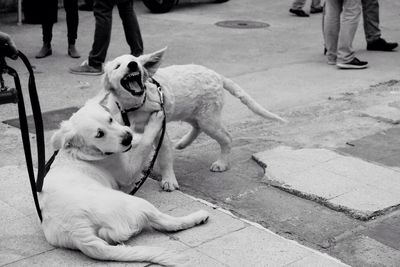 Dogs playing on street