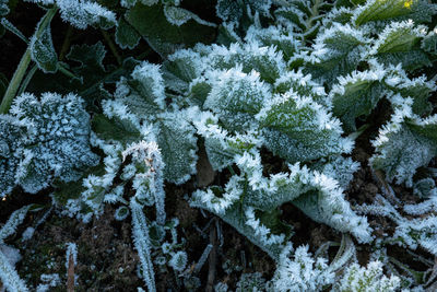 High angle view of frozen plant during winter