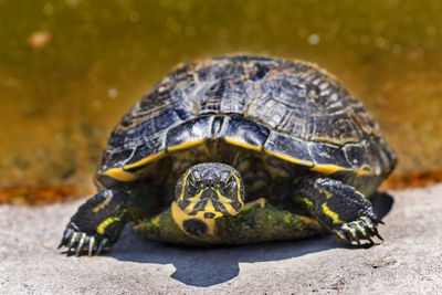 Close-up of turtle on rock