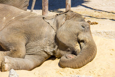 Elephant resting in a zoo