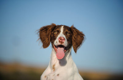 Close-up portrait of dog sticking out tongue against clear sky