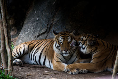 Tiger resting in zoo