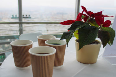 Close-up of potted plant on table