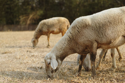 Sheep grazing in a field