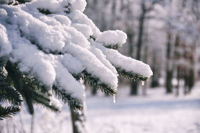 Close-up of snow covered spruce  tree