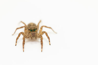 The jumping spider