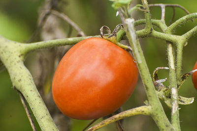 Close-up of apple on tree