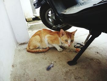 Portrait of cat sitting in car