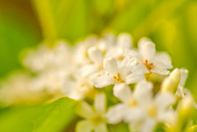 Close-up of white flowering plant in field