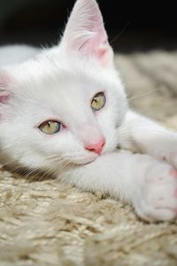 Close-up portrait of white cat