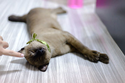 Full length of a cat lying on bed