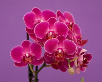 Close-up of pink orchids against blue background