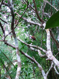 Close-up of bird perching on tree in forest