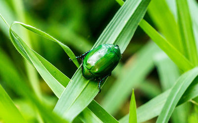 Close-up of insect on plant