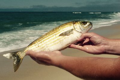 Close-up of hand holding lizard on beach