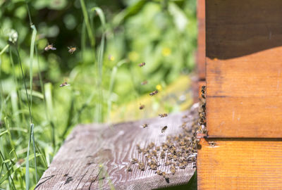 Close-up of insect on wood