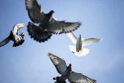 Low angle view of seagulls flying in sky